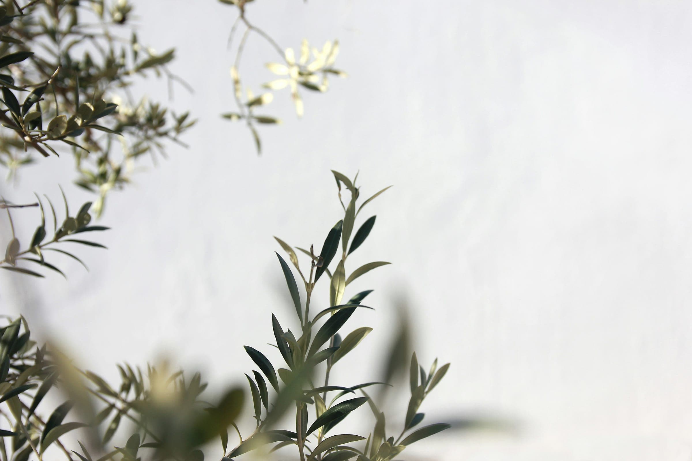 Olive branches in soft focus against a plain white wall.
